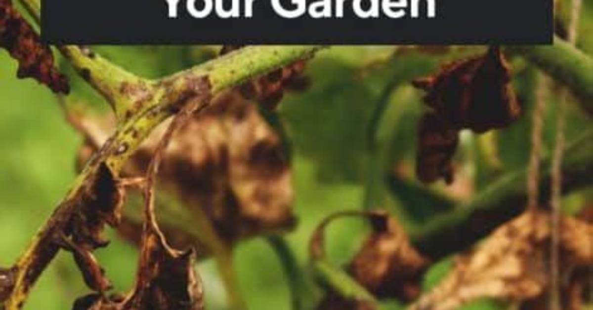 How Do You Remove Verticillium Wilt from Soil