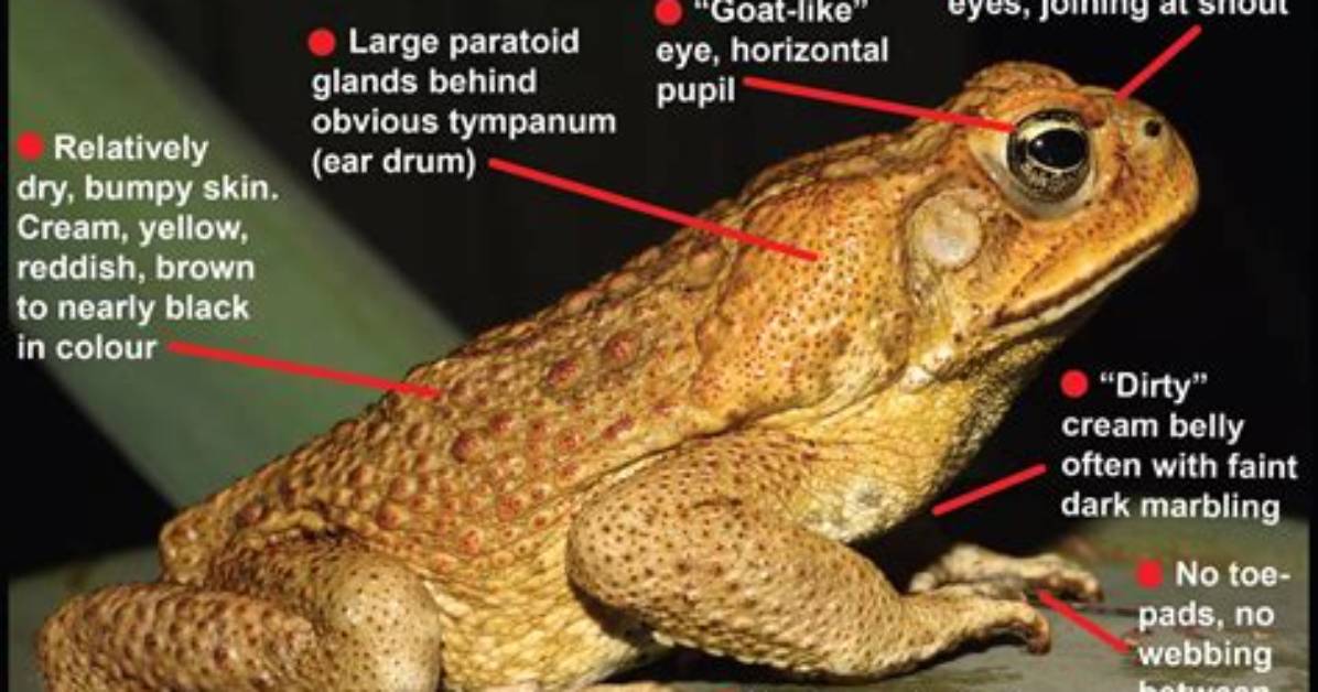 How Do You Repel Cane Toads