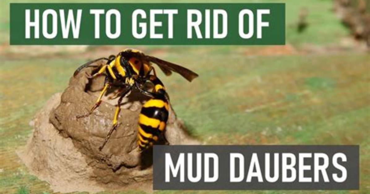 How Do You Repel Dirt Daubers