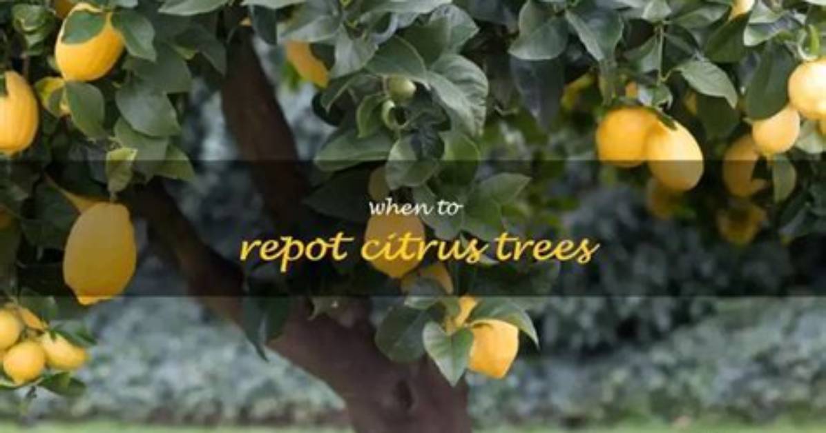 How Do You Repot Citrus Trees
