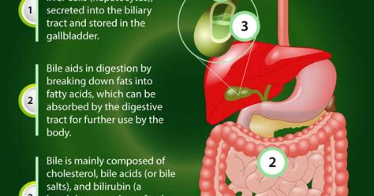 How Do You Restore Bile