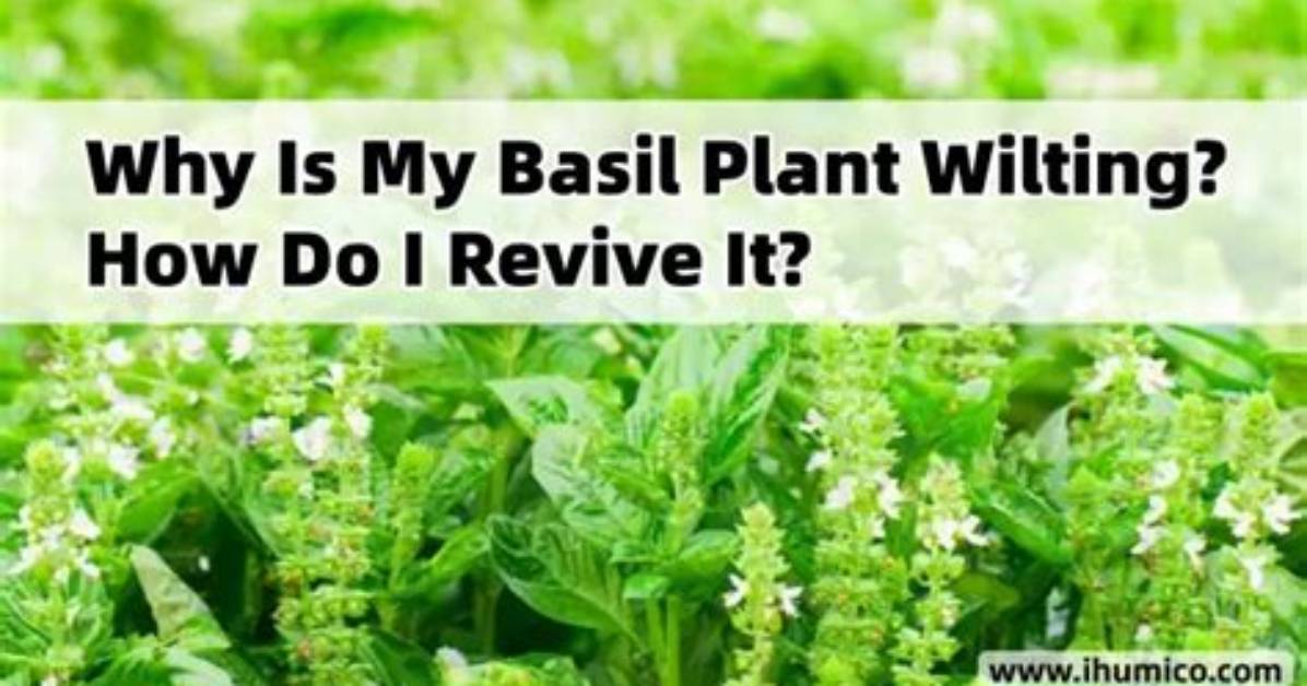 How Do You Revive a Basil Plant