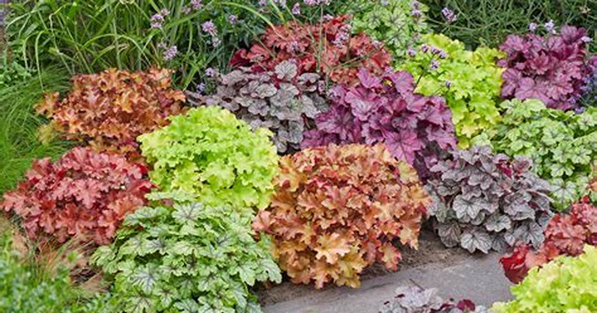 How Do You Revive Heuchera?