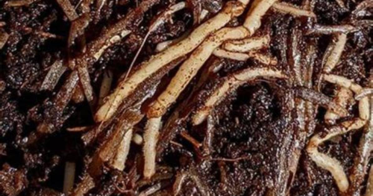 How Do You Revive Root Rot