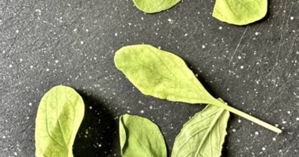 How Do You Revive Wilted Arugula