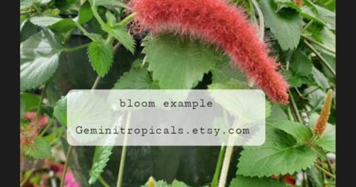 How Do You Root a Chenille Plant