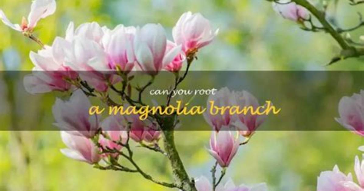 How Do You Root a Magnolia Tree?