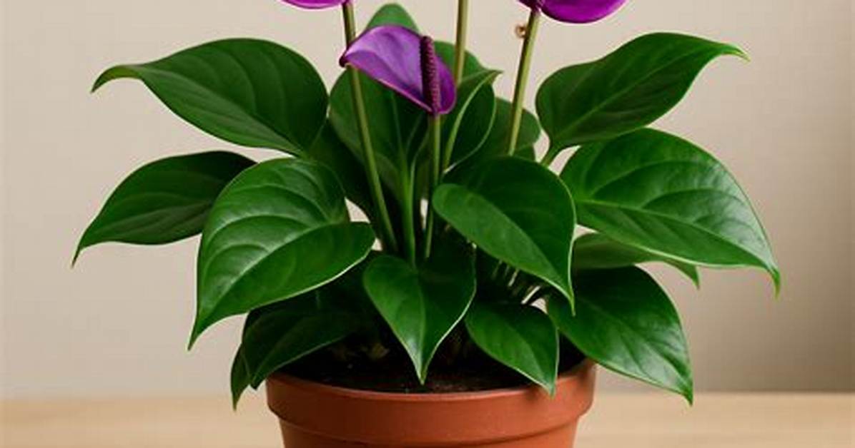 How Do You Root Anthurium