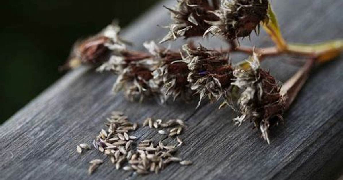 How Do You Save Statice Seeds