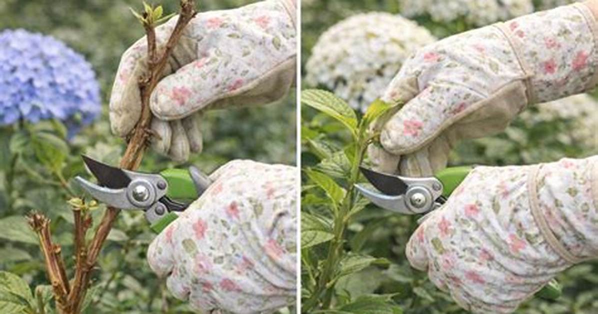 How Do You Separate Hydrangeas Uk