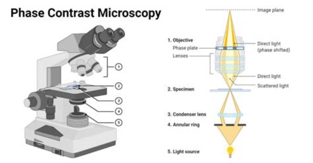 How Do You Set Phase Contrast Microscopy