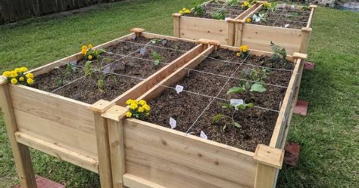 How Do You Set up a Raised Vegetable Garden