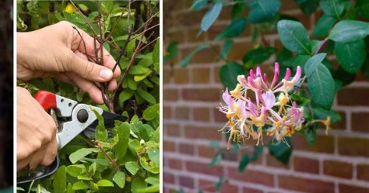 How Do You Shape a Honeysuckle Bush