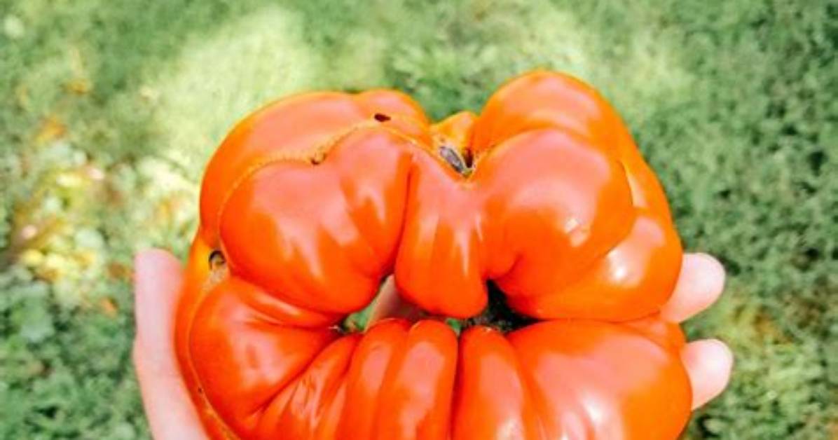 How Do You Shape Tomatoes