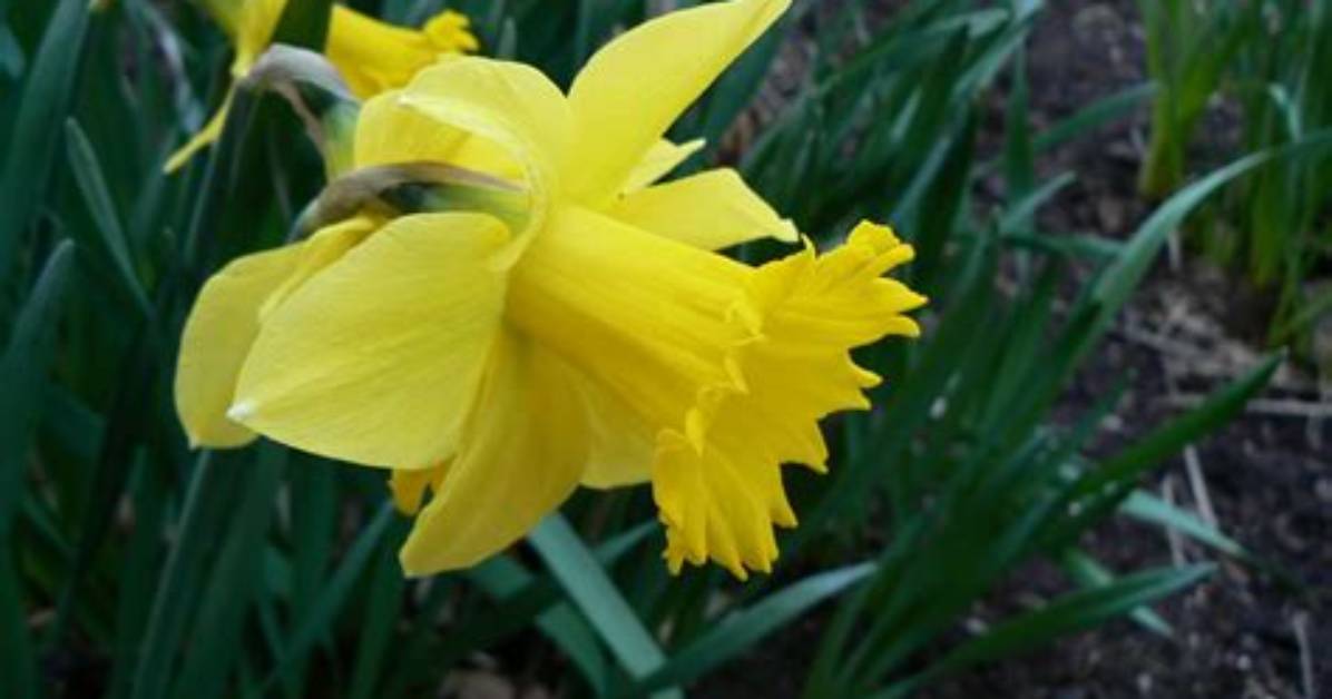 How Do You Spell Daffodil Flower