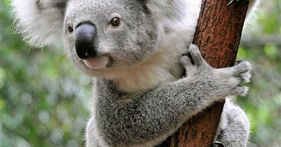 How Do You Spell Koala Bear