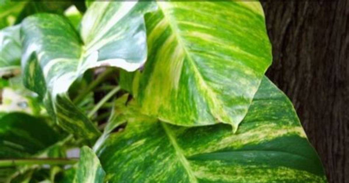 How Do You Spell Pothos
