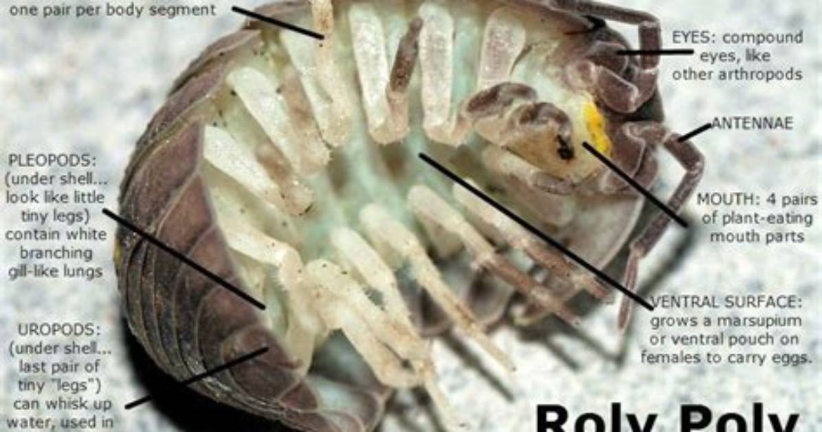 How Do You Spell Roly Polies?