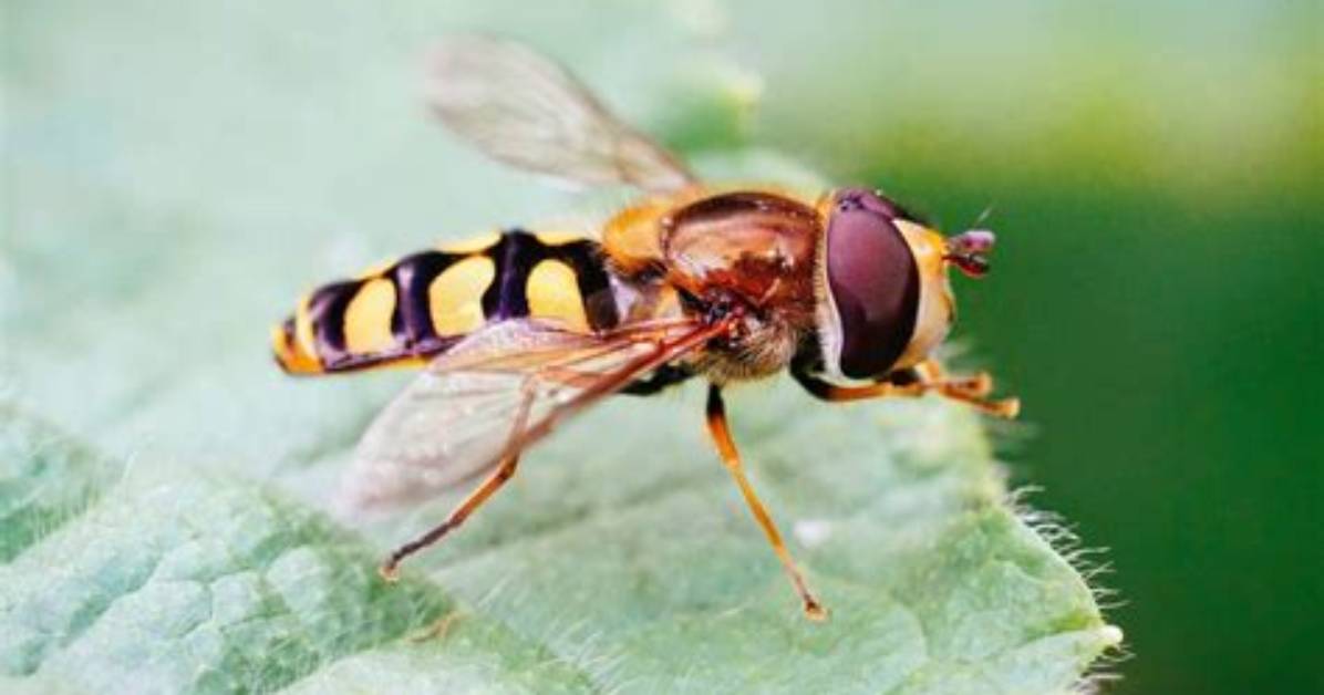 How Do You Spell Syrphid?
