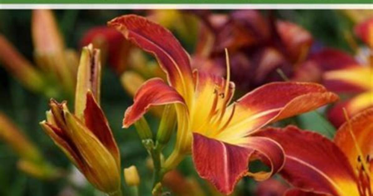 How Do You Split Daylilies