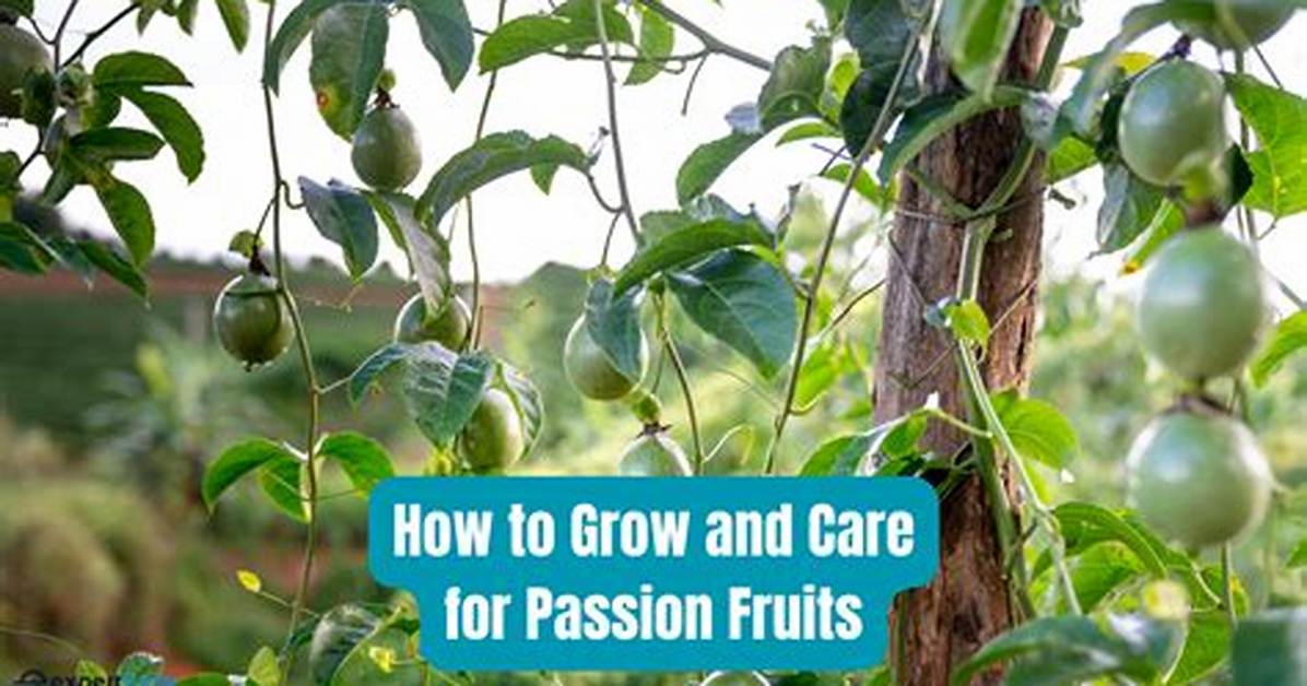 How Do You Start a Passion Fruit Vine