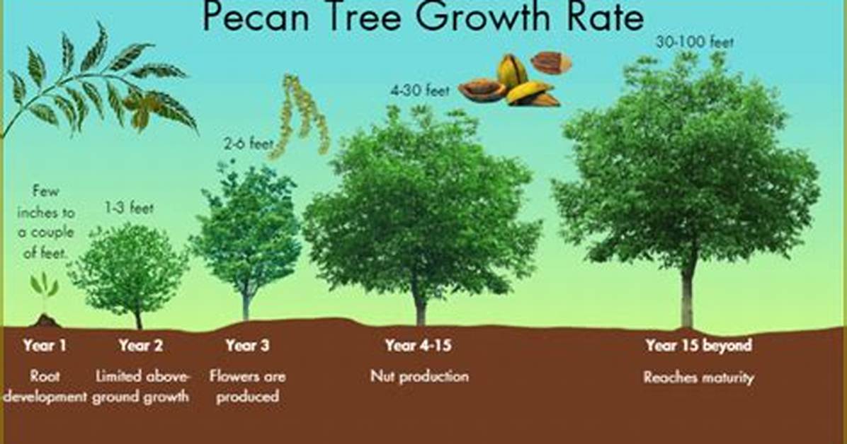 How Do You Start a Pecan Tree from a Nut?
