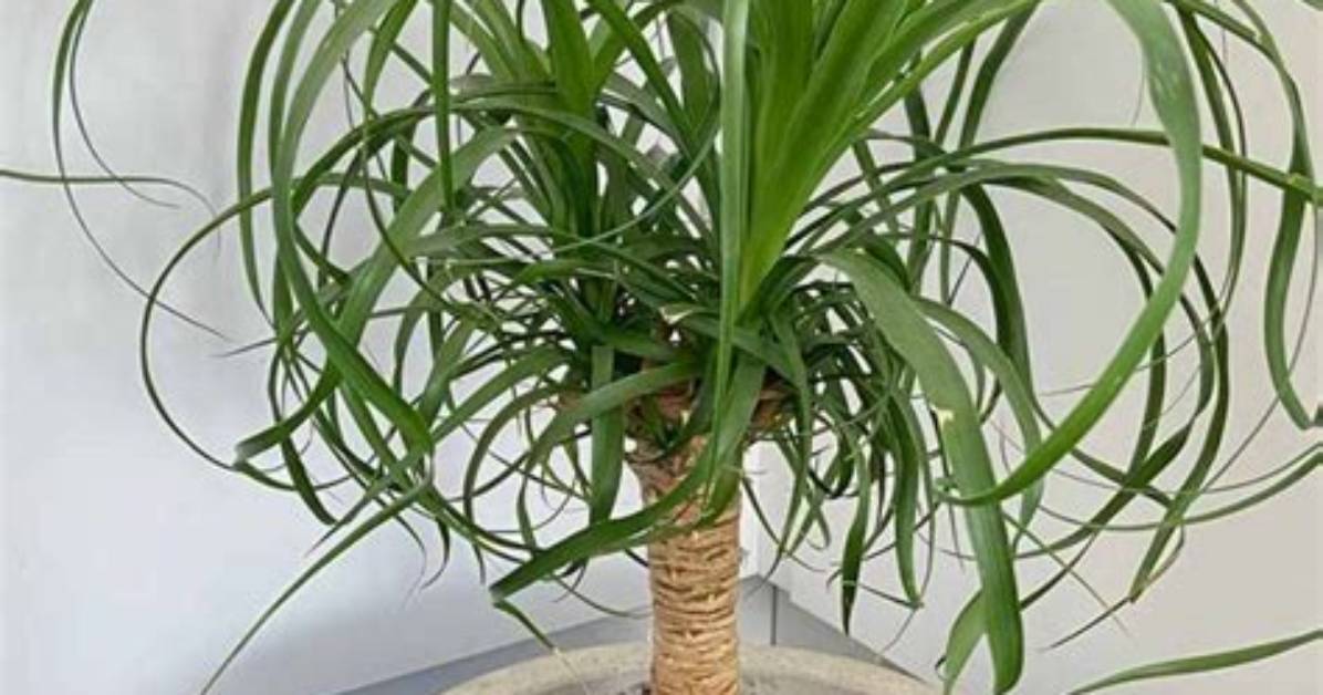 How Do You Start a Ponytail Palm