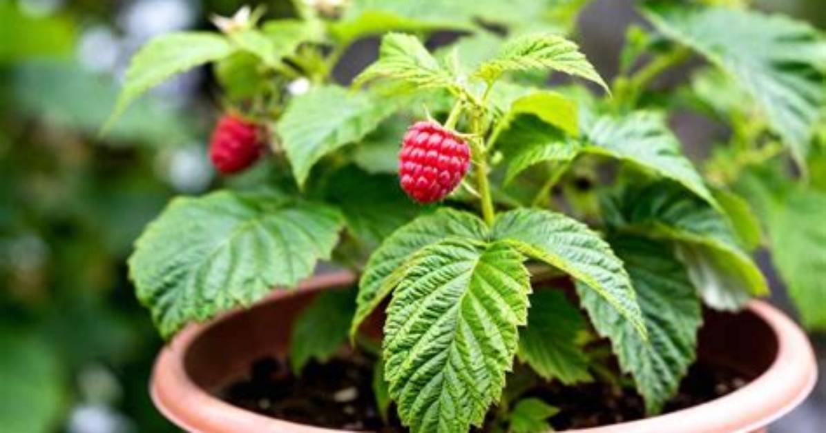 How Do You Start a Raspberry Plant