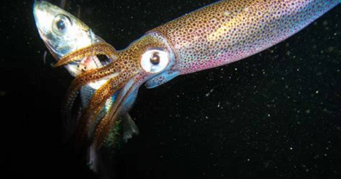 How Do You Start a Squid