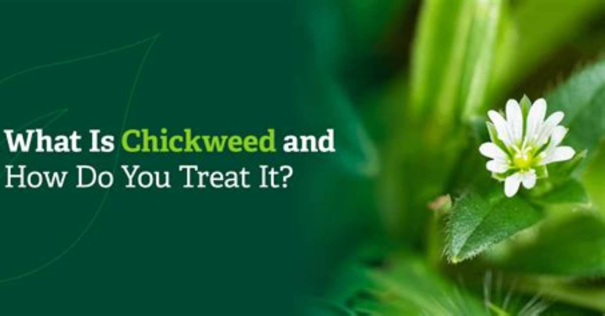 How Do You Stop Chickweed