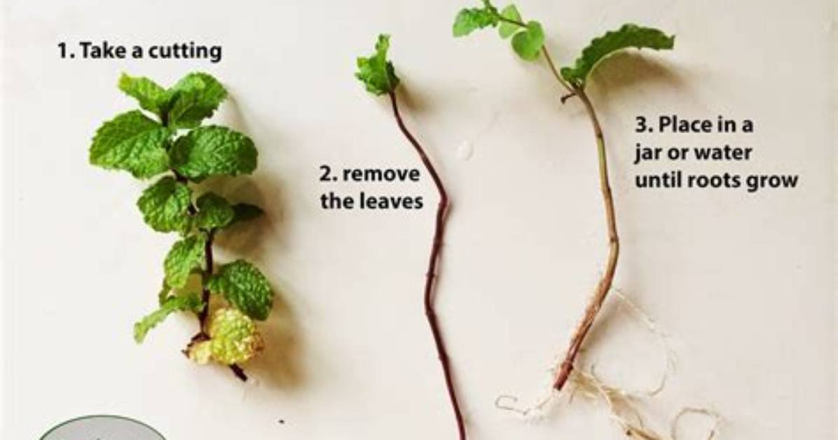 How Do You Stop Mint from Growing