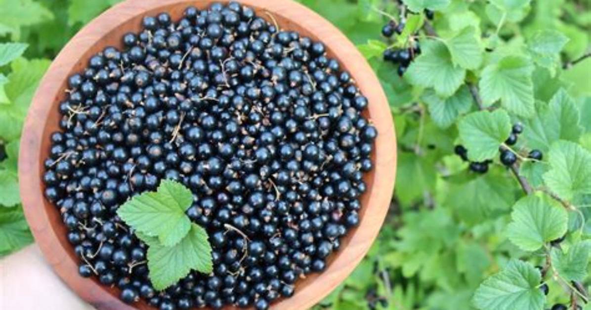 How Do You Store Black Currants?