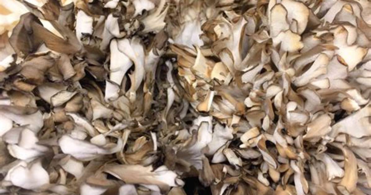 How Do You Store Maitake Mushrooms
