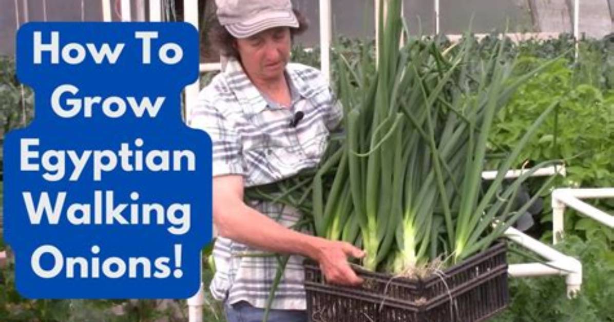 How Do You Stud Onions