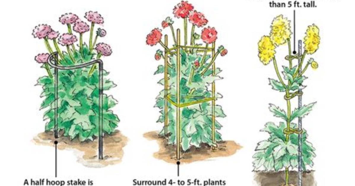 How Do You Support Dahlias