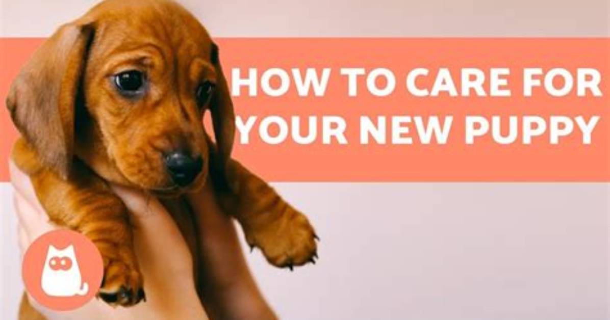 How Do You Take a Puppy Away from Its Mother?