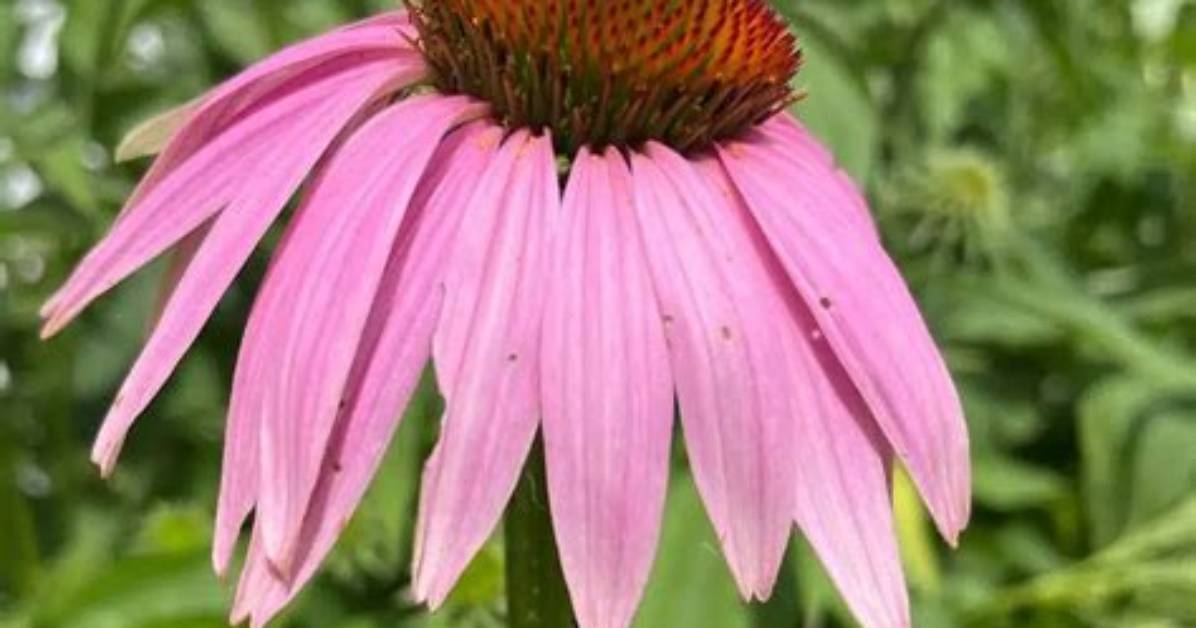 How Do You Take Echinacea