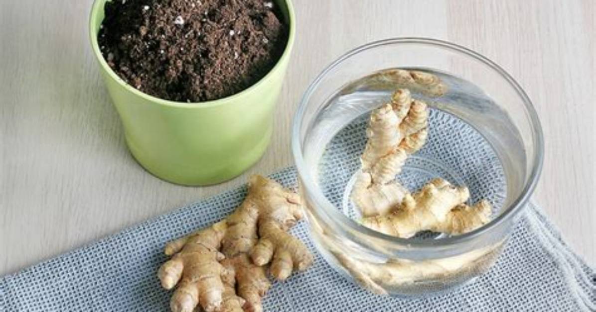 How Do You Take Ginger on an Empty Stomach?