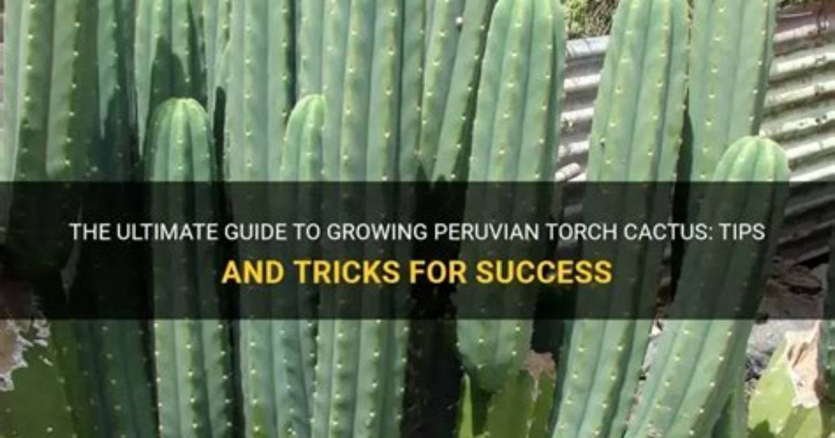 How Do You Take Peruvian Torch Cactus