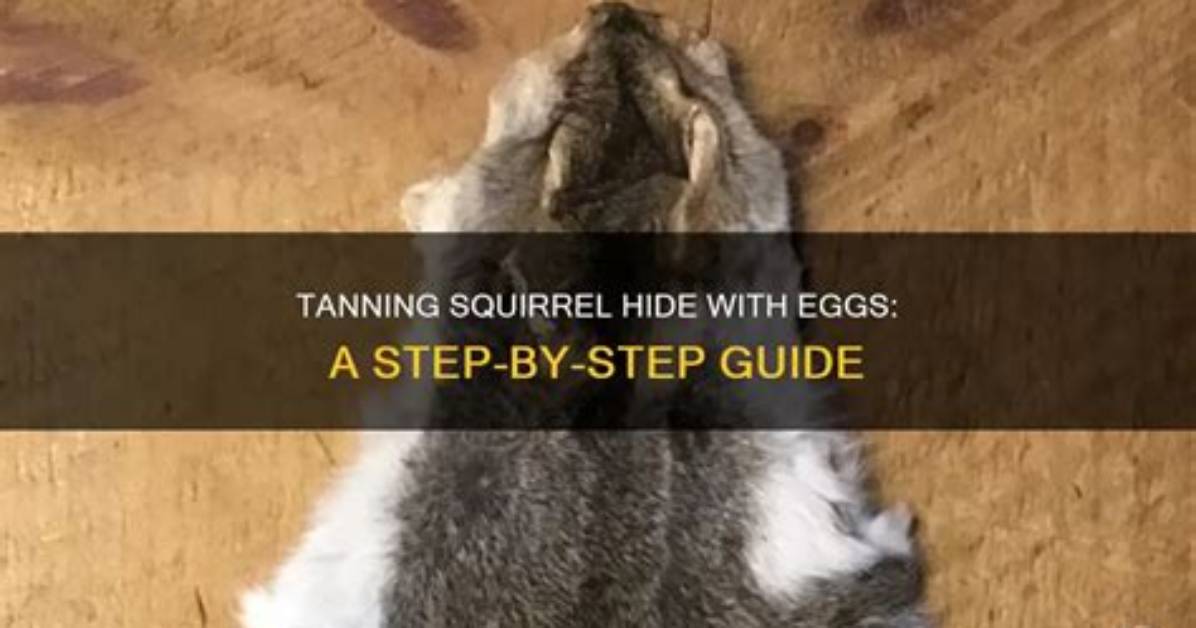 How Do You Tan Squirrel Hide Eggs?