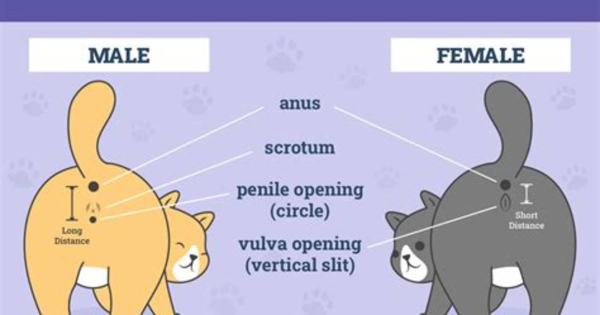 How Do You Tell a Cat You Love Them?