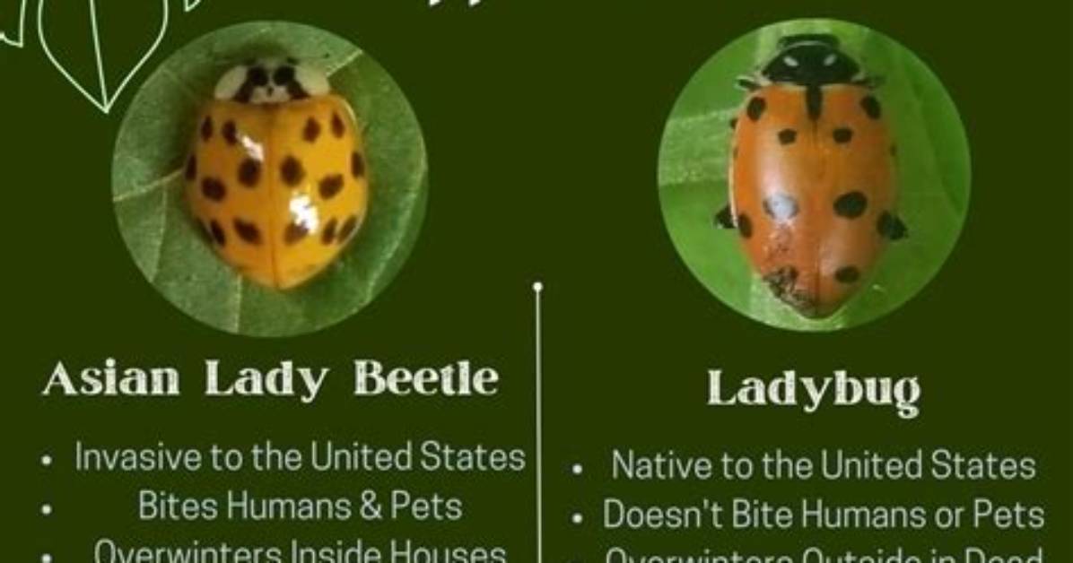 How Do You Tell If a Ladybug Is a Boy or a Girl?