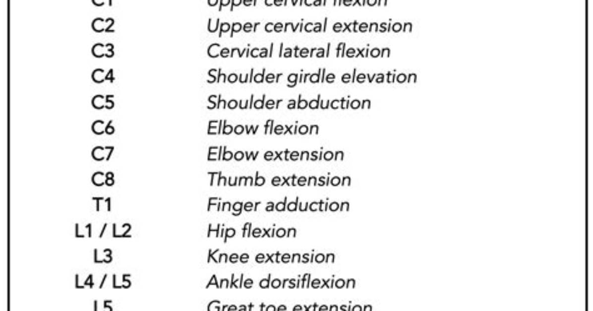 How Do You Test Myotomes