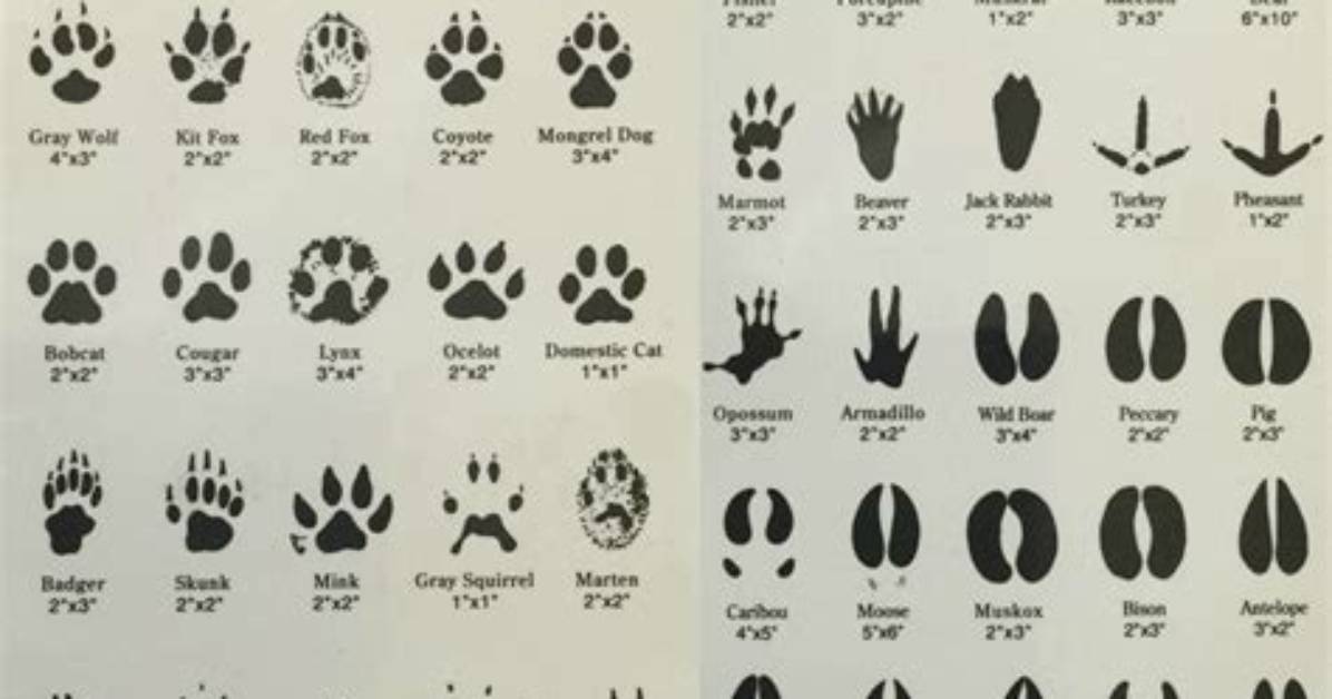 How Do You Track Animals?