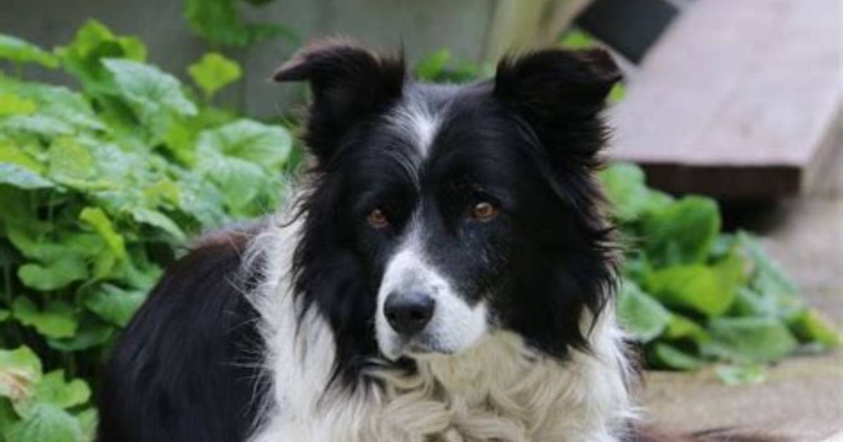 How Do You Train a Border Collie Not to Bite?