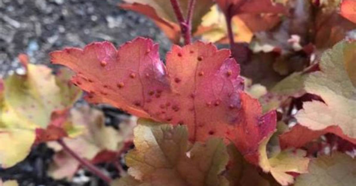 How Do You Treat Heuchera Rust