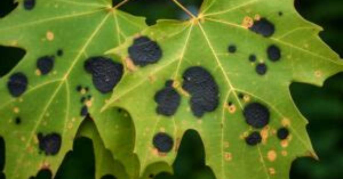 How Do You Treat Maple Tar