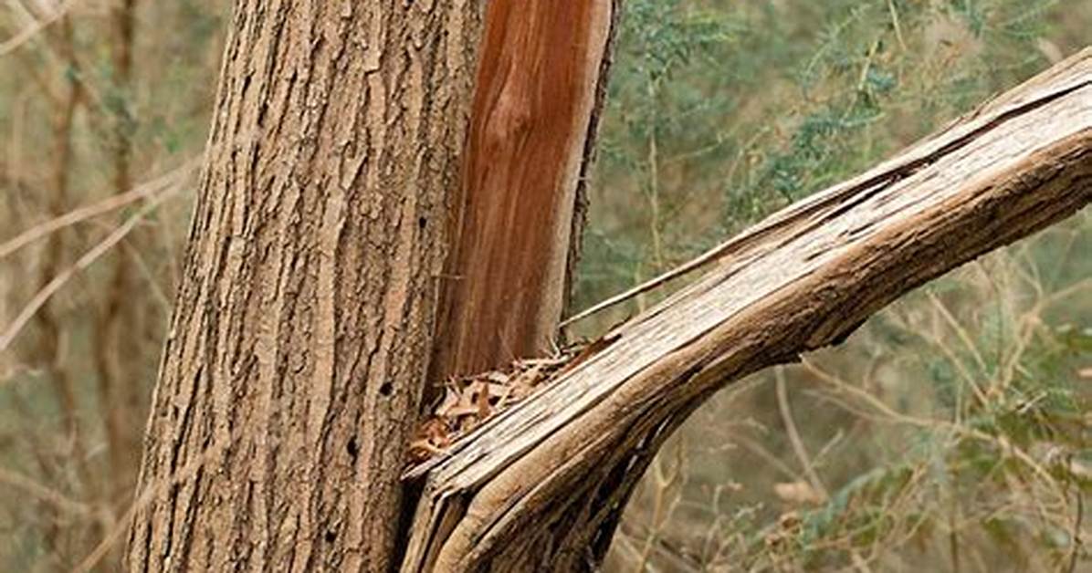 How Do You Treat Split Bark