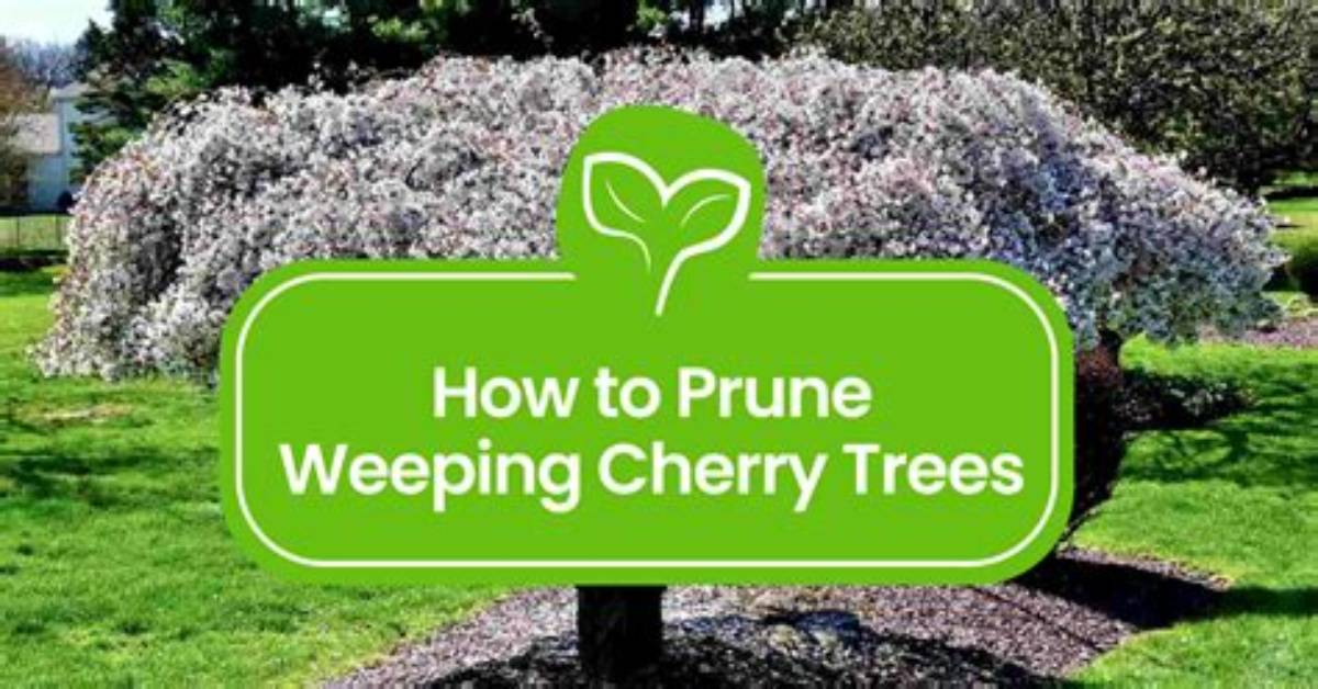 How Do You Trim a Weeping Tree?