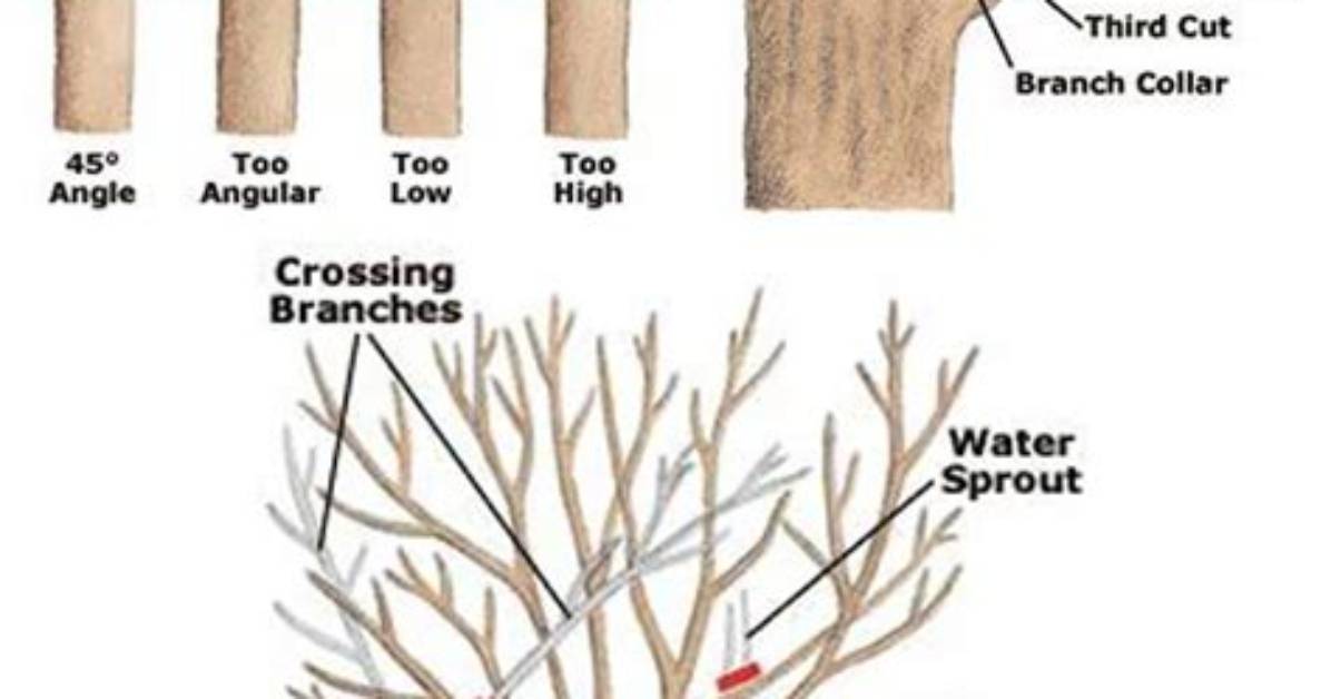 How Do You Trim Decorative Trees?